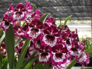 Miltoniopsis Lennart Karl Gottling Orchid Plant 2 Spikes