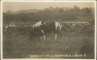 Llittle Compton RI Horse Dobbin Stone Wall c1910 Real Photo Postcard
