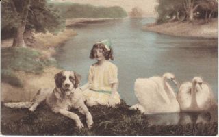 Little Girl Lake Swans St Bernard Dog Photo Postcard