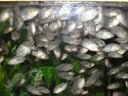 10 Live Flowerhorn Fish Babies