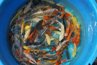 10 6 8 inch Assorted Live Koi Fish Pond Garden Gkol