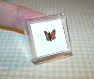 Lola Incredible Miniature Monarch Butterfly Dollhouse