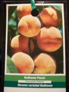 Redhaven Peach Fruit Tree Plant Healthy Trees SHIP to All 50