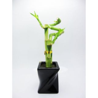 Live 3 Style Lucky Bamboo Plant Arrang w Piano Black Ceramic Pot Best