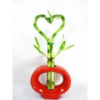 Live 4 Heart Style Lucky Bamboo Plant w Red Hand Paint Ceramic Vase