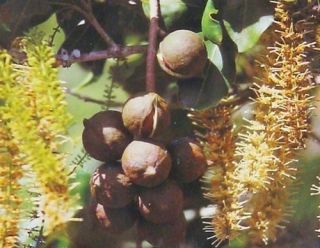 Hawaiian Macadamia Nut Tree Plants Grow Hawaii