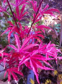 pink and white make this a truly exciting variety of Japanese Maple