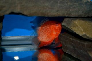 Tropical Fish 3 Super Red Severums Awesome