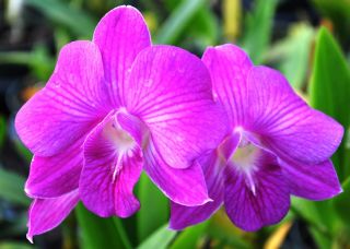 Cane Dendrobium Thailand Stripe Mature Orchid Special