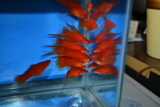 Tropical Fish Blood Red Sailfin Swordtails