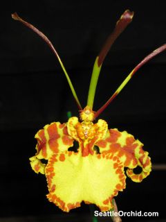 Oncidium Psychopsis Mendenhall Orchid in Spike