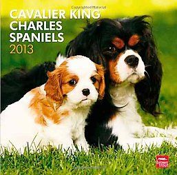 Cavalier King Charles Spaniels 2013 Cale