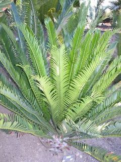 Encephalartos Altensteinii Cycad LIVE Palm Tree Cactus Succulent Agave