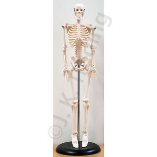 Mini Human Skeleton Anatomy Anatomical Model 45cm with Stand 90 Day