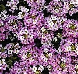ALYSSUM ~ ROYAL CARPET 100+ Seeds Seedheaven *Combined Shipping