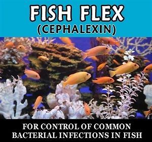 Fish Flex Cephalexin 250mg 30ct Aquarium Fish Antibiotics Medicine