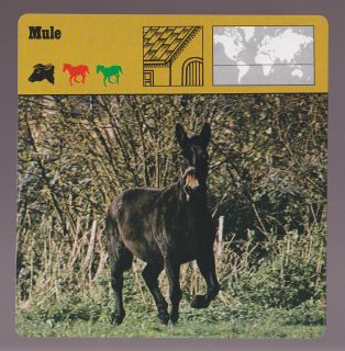Horse Donkey Jackass 1975 1980 SAFARI ANIMAL FACT PHOTO CARD 74 12