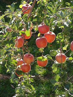 Red Delicious Apple, Malus pumila, Tree Seeds