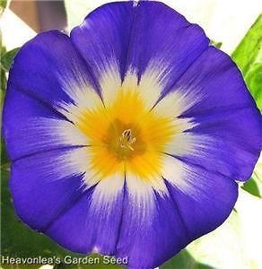 MORNING GLORY Dwarf Italian Mixed Color Annual Seeds