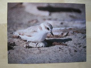 Snowy Plover Tupper Ansel Blake Print/85/Wildl ands/Wildlife Exhibit