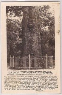 Orlando Florida RPPC Postcard Giant Cypress in Big Tree Park Real