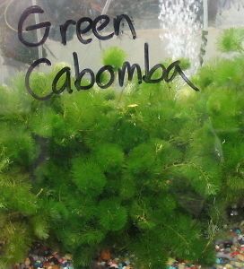 GREEN CABOMBA Live Aquarium Plant Bunch