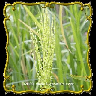Lb   Wild Rice   Bulk Wild Grass Seeds