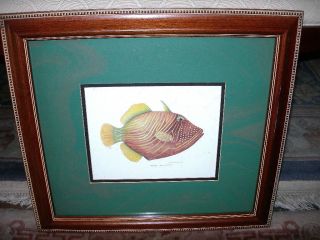 UNDULATE TRIGGER FISH JEAN CASSIDY FRAMED MATTED PRINT COLORFUL