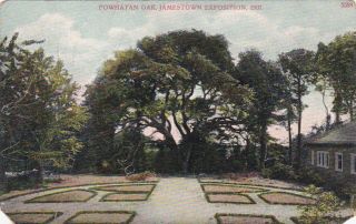 VINTAGE POSTCARD POWHATAN OAK, JAMESTOWN EXPOSITION, 1907 p 12m