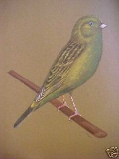 vintage print GREEN CHOPPER CANARY cage TROPICAL bird 4