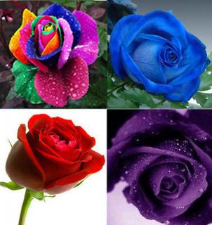 80 ROSE SEED Rainbow Red Purple blue Flower seeds Great Gift For Your