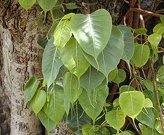 50 Ficus Religiosa BODHI Sacred Fig Tree seeds   BONSAI