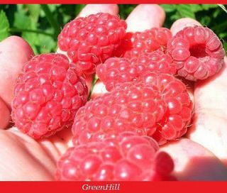 Newly listed British Columbia Ruby Tulameen Raspberry  20 Seeds  High