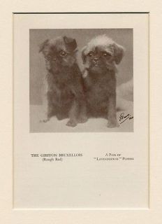 Brussels Griffon Bruxellois Original Vintage 1934 Puppy Dog Print Two