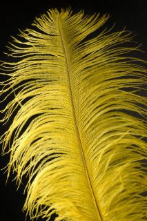 YELLOW Ostrich FEATHERS 18 23 Full Wing PLUMES Bridal/Wedding