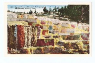 Postcard,Hyman Terrace,Mammouth Hot Springs,Yellowstone National Park