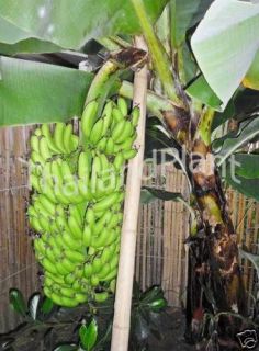 Bulb DWARF CAVENDISH Musa Banana Plant + FREE Phytosanitiary