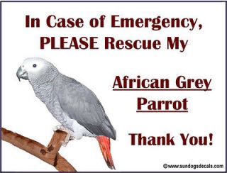 AFRICAN GREY PARROT  In Case of Emergency Rescue my PARROT Window