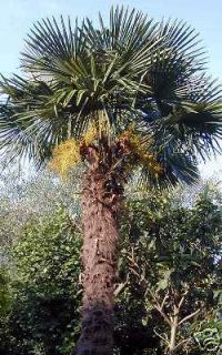 CHINESE WINDMILL PALM (Trachycarpus fortunei) 20 seeds