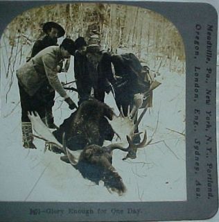 1899 Stereoview “9451 Glory Enough For One Day” Alaska Moose
