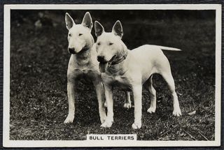 BULL TERRIER SENIOR SERVICE 1939 DOG PHOTO CIGARETTE / TOBACCO CARD