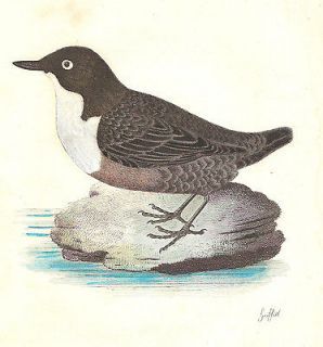 1816 Color Engraving Water Ouzel Shaw General Zoology White Throated