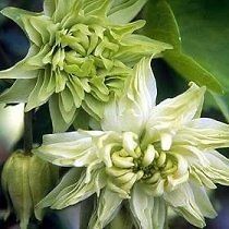 * Green Apples Seeds * Clematis Flowered Variety * Color Changing
