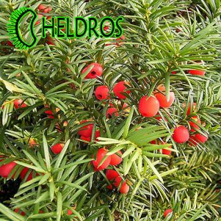 TAXUS BACCATA English Yew seeds, Evergreen great for Bonsai Hedge