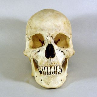 Museum Replica Human Skull   Real Bone Details, Deluxe Teeth, Adult