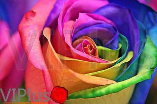Rainbow Rose Flower Seeds Your Lover Multi color Plants Home Garden
