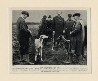 Greyhound Dog Original Vintage Dog Print 1934  Waterloo Cup