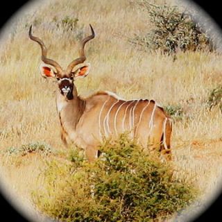 Safari Hunt Rifle or Bow Hunting 6 Nights, Wart Hog, Red Hartebeest