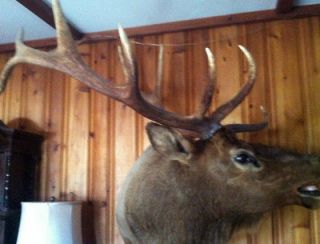 elk mount in Elk & Moose
