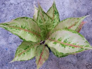 Aglaonema MasterPiece Tropical Plant Rare Variegated